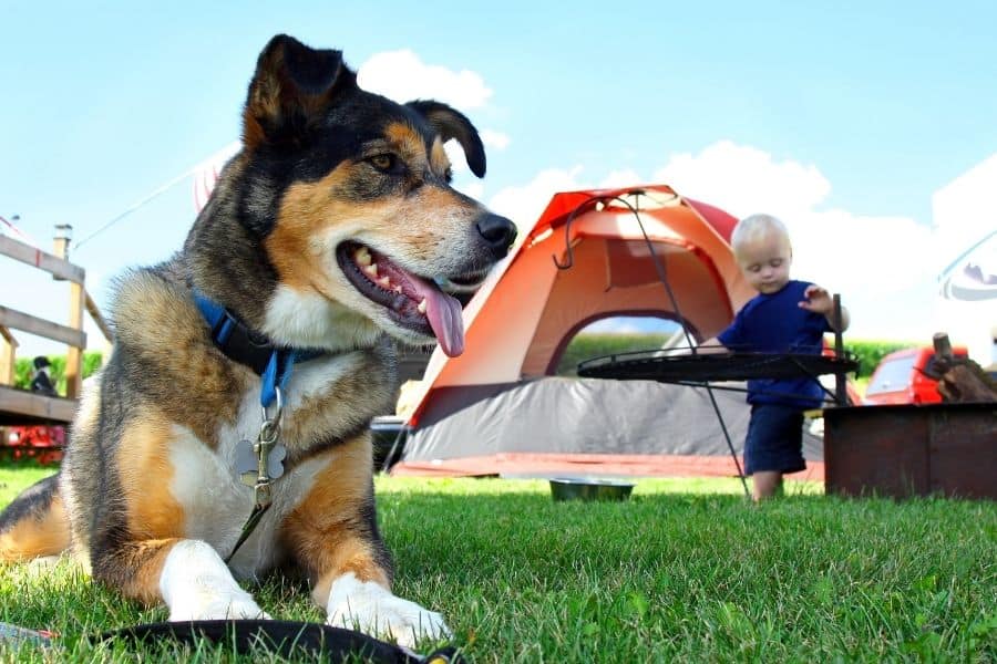 What to expect from your dog when camping