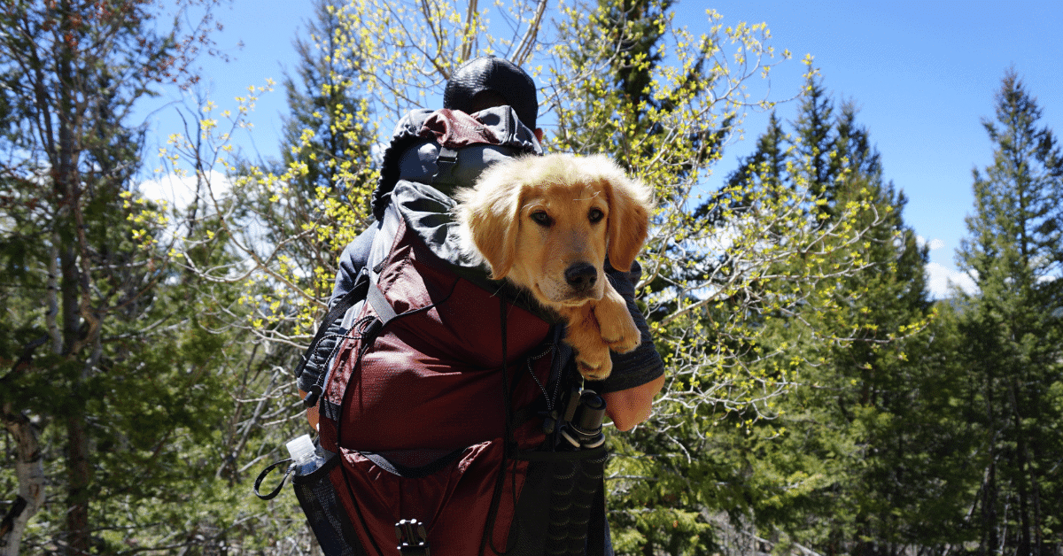retriever pup in a backpack on a hike