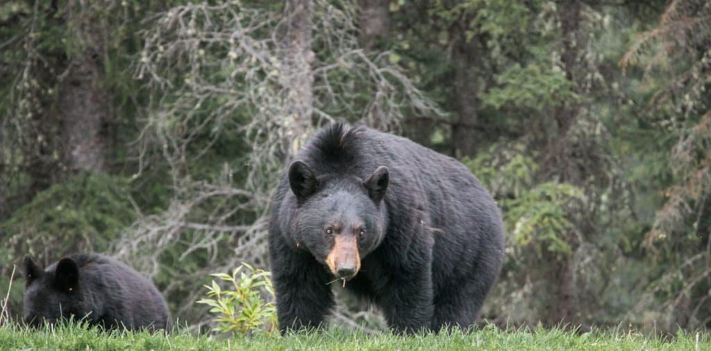 black bears