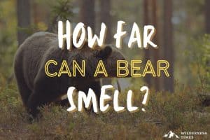 How Far Can a Bear Smell