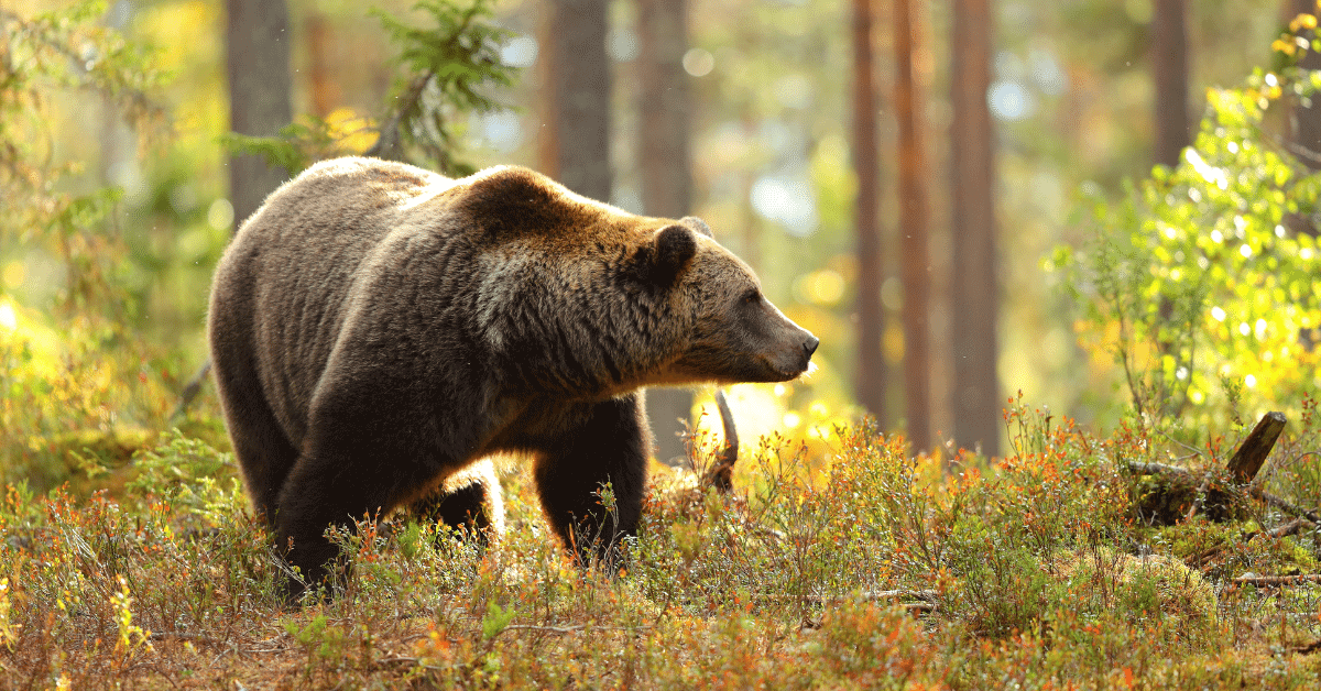 how-far-can-a-bear-smell-and-how-to-avoid-them