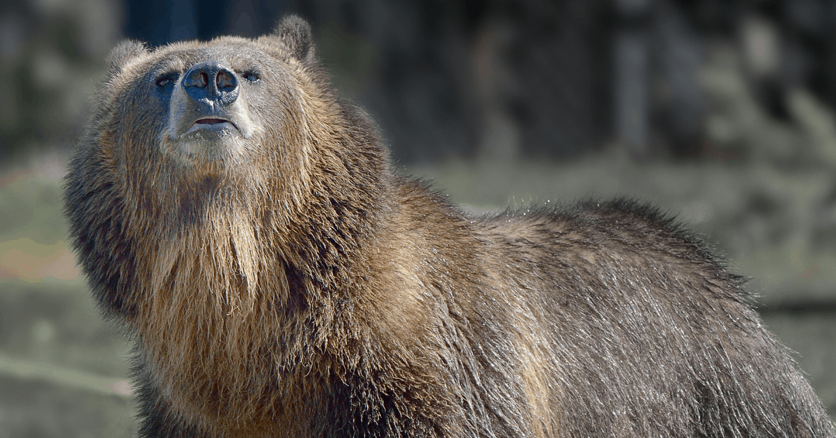 bear smelling air