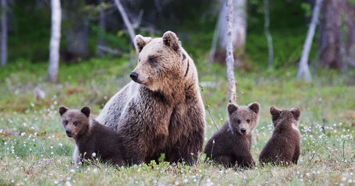 mother bear and baby bears