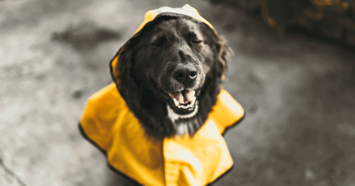 a dog wearing a rain coat