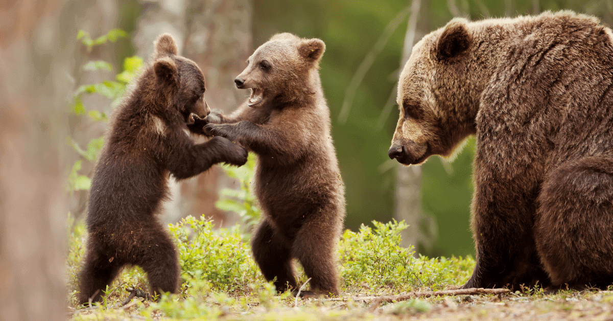 baby bears playing next to mother bear