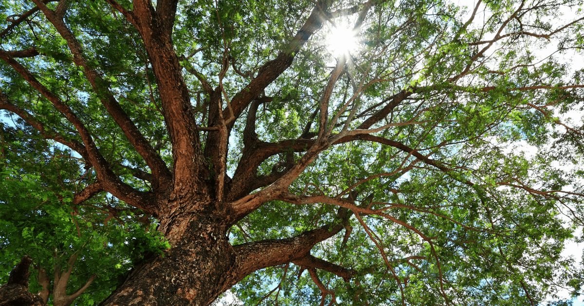 tree branches blocking the sun