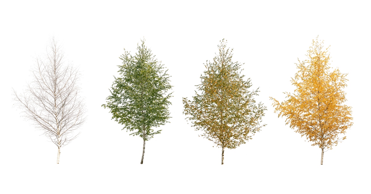 trees in all 4 seasons