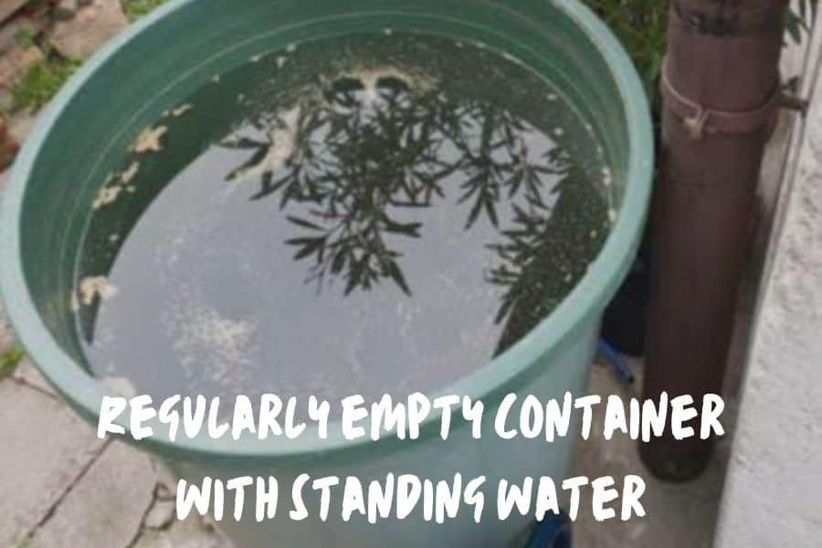 Regularly Empty Containers With Standing Water