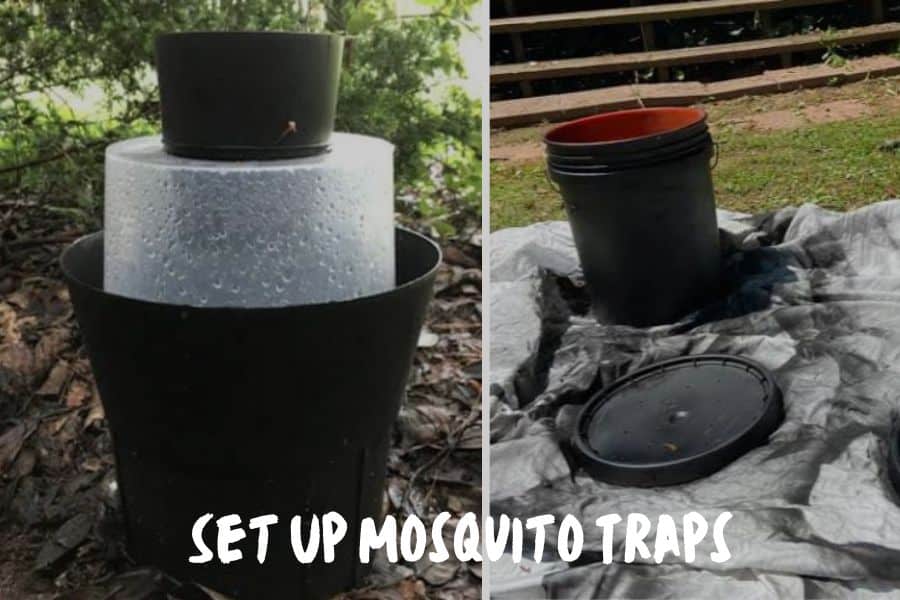 Set Up Mosquito Traps