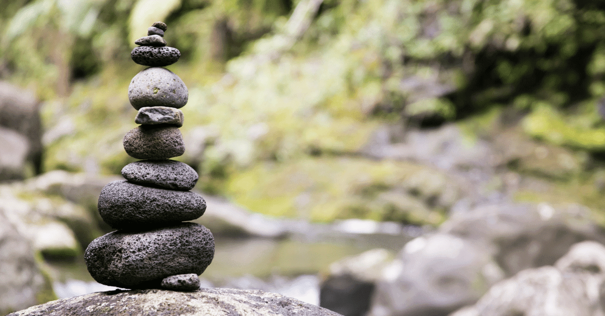 a duck on a rock by a stream