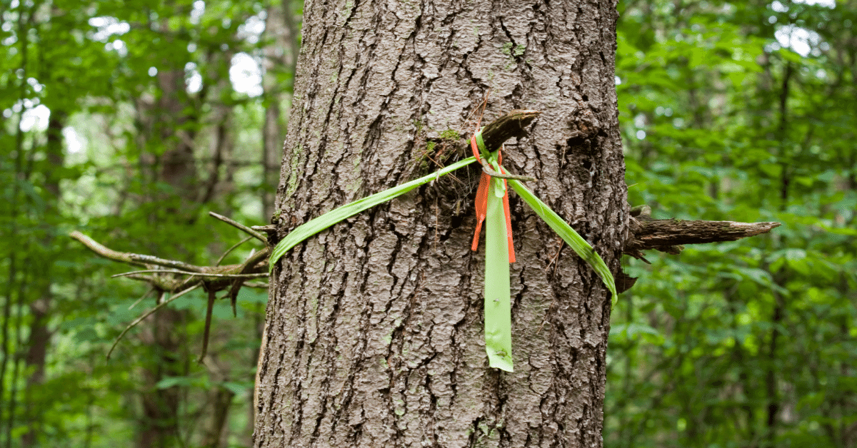 a ribbon tied to a tree