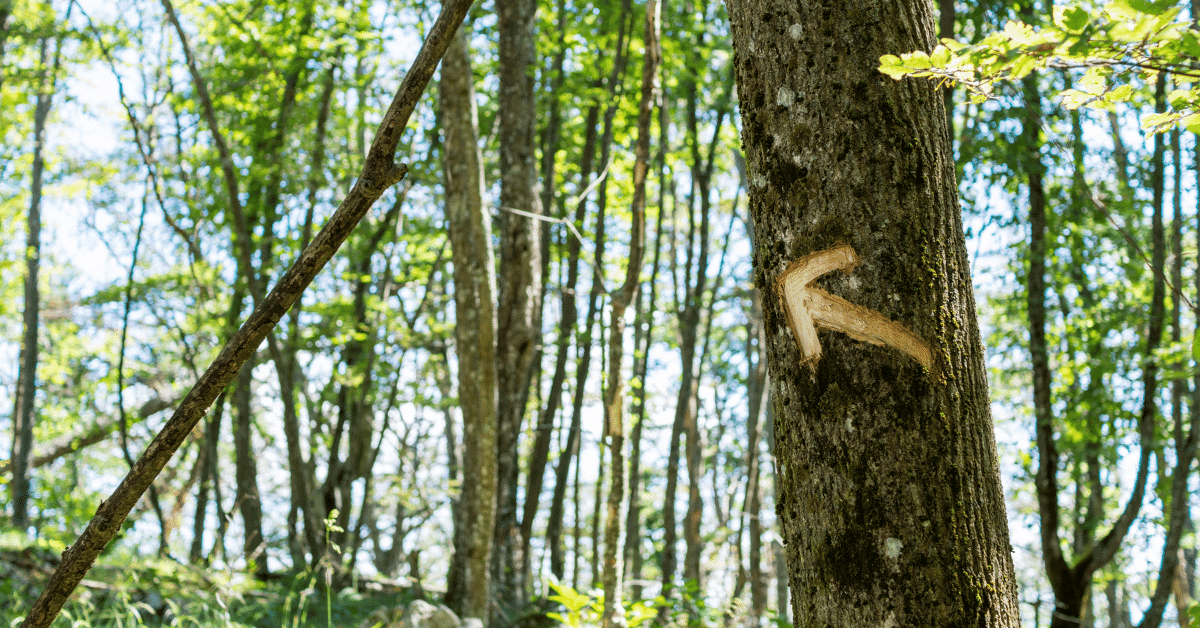 an arrow carved into a tree