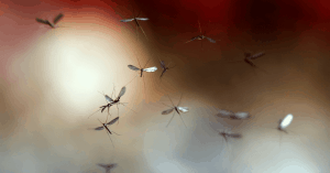 a bunch of mosquitoes