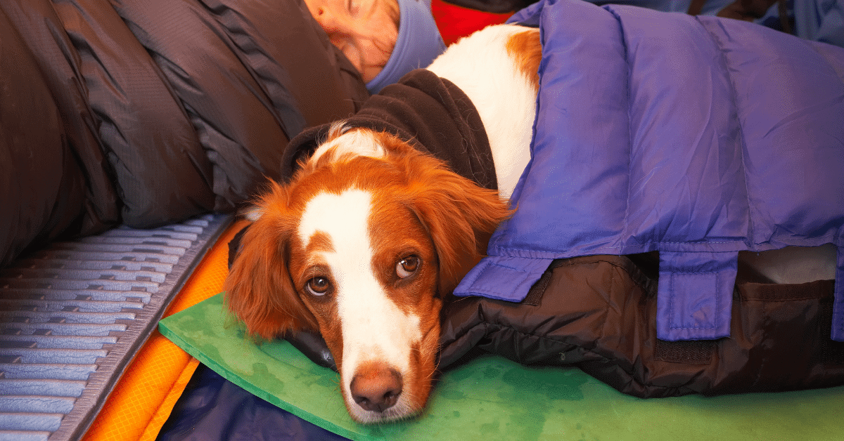 a dog in a sleeping bag in a tent