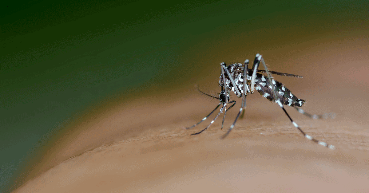 a mosquito close up