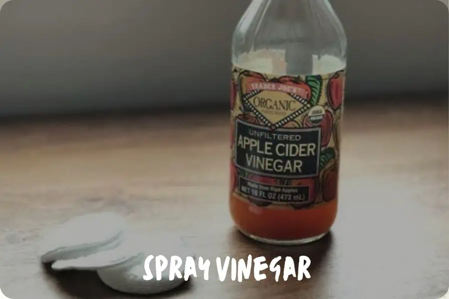 Spray Vinegar