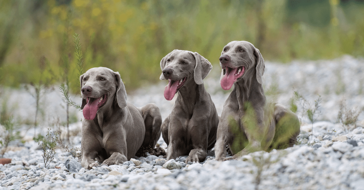 3 weimaraners laying side by side