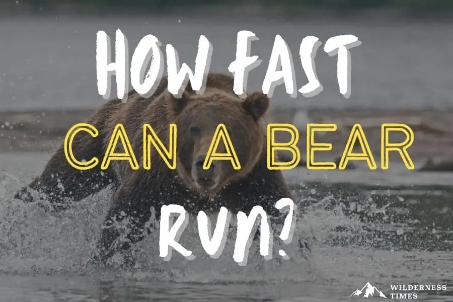 How fast can a bear run?