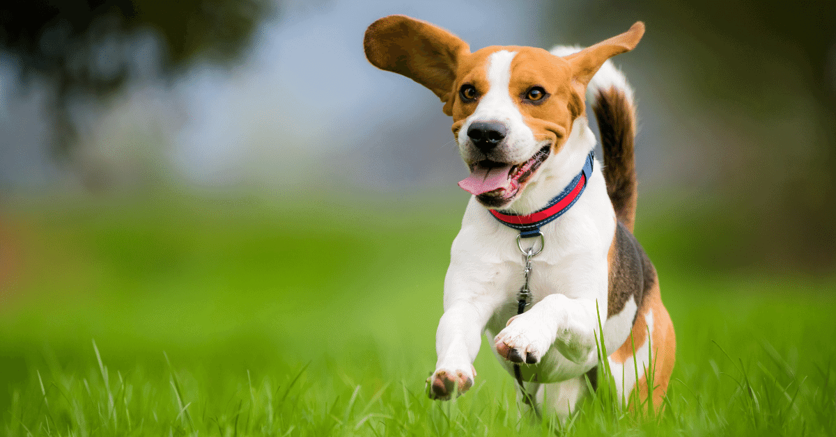 a beagle running on grass