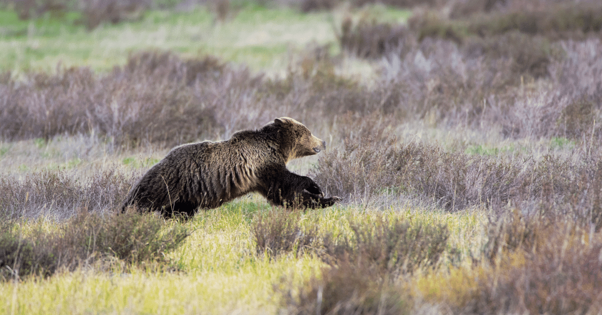  un ours qui court dans la nature 