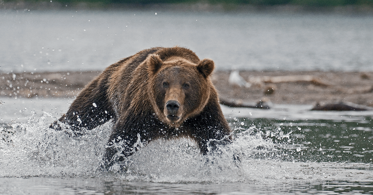 How fast can a bear run why you should never run from a bear