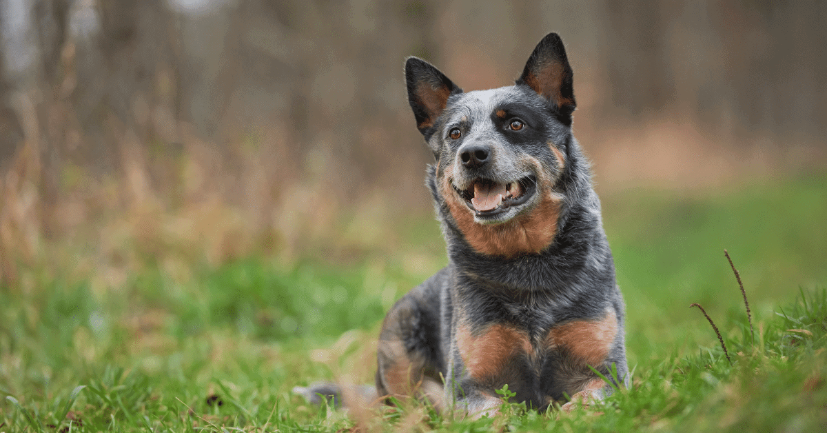 a blue heeler lying on the grass