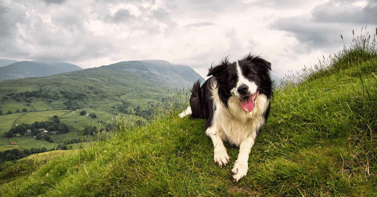 a border collie resting on a hillside