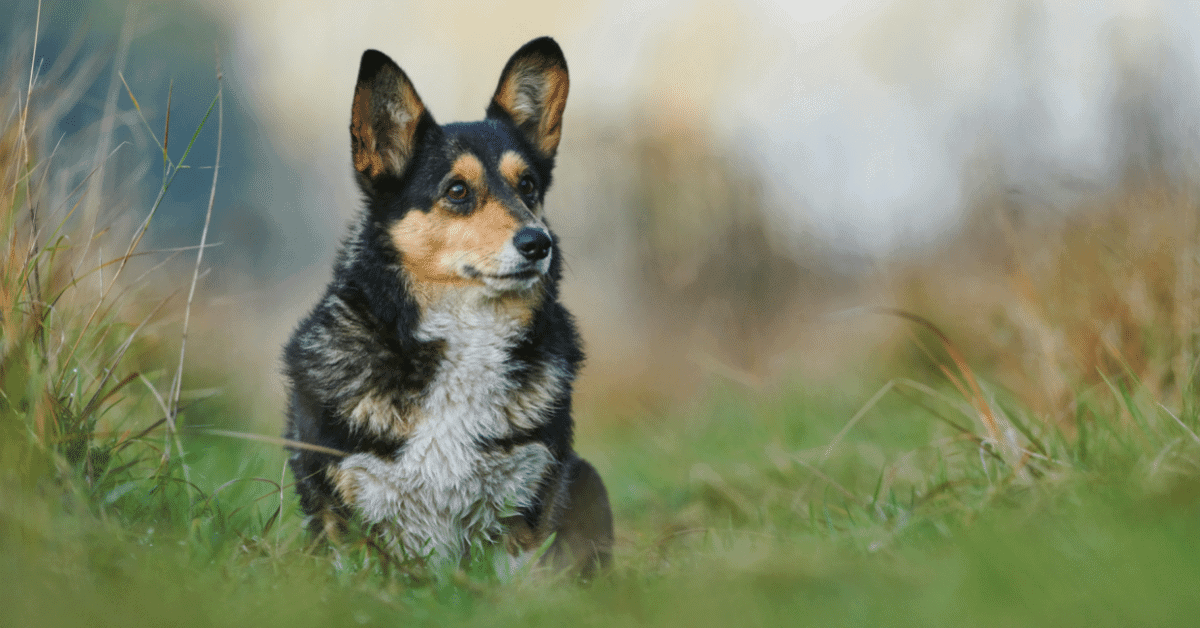 a corgi sitting on the grass