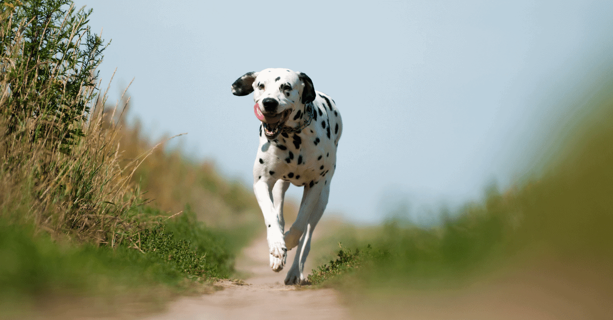 a dalmatian running down a trail