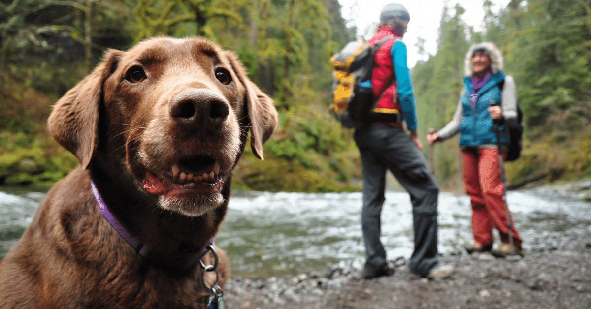 a dog and 2 people on a hike