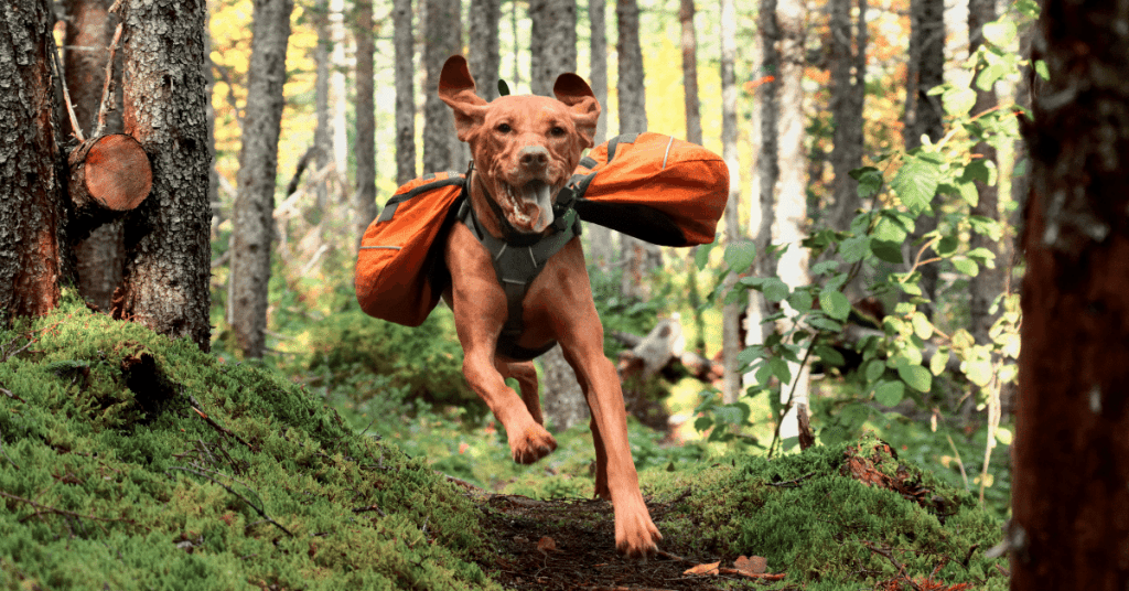 a dog wearing saddle bags on a hike