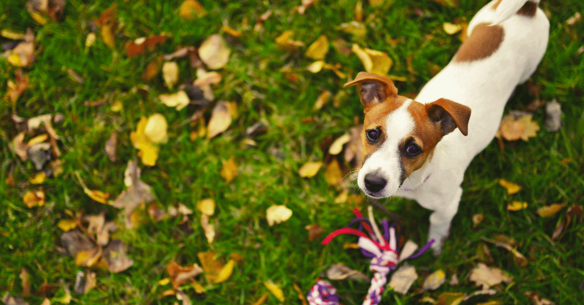 a jack russell with a chew toy