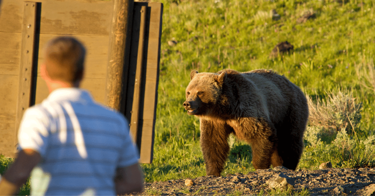a man standing in close proximity to a bear