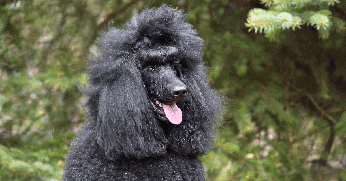 a poodle in the woods