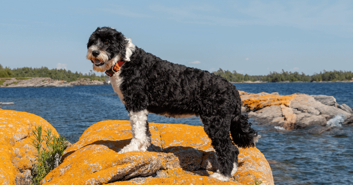 a portuguese water dog on some rocks by the water