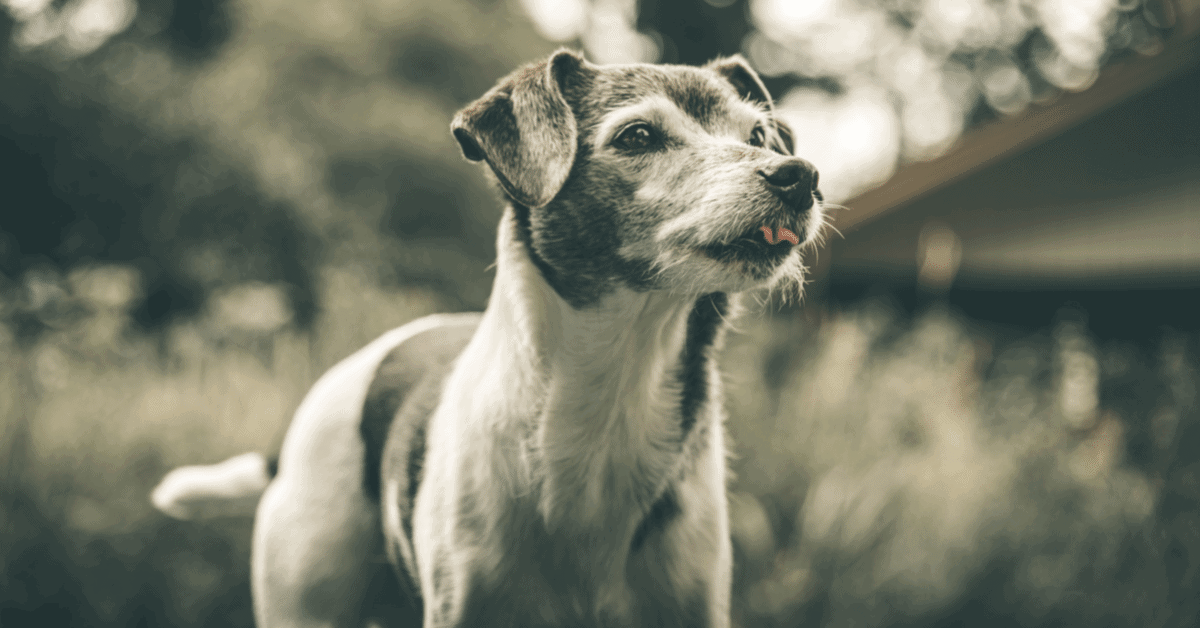 a rat terrier