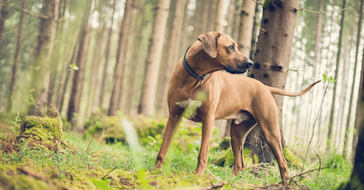 a rhodesian ridgeback in the woods