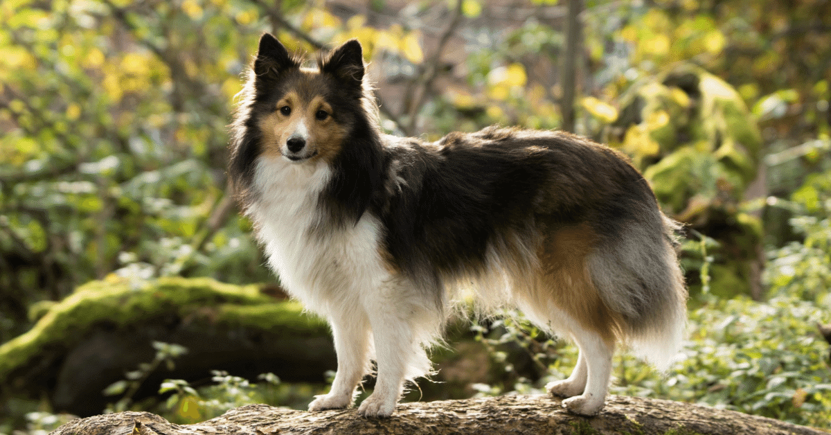 a sheltie in the woods