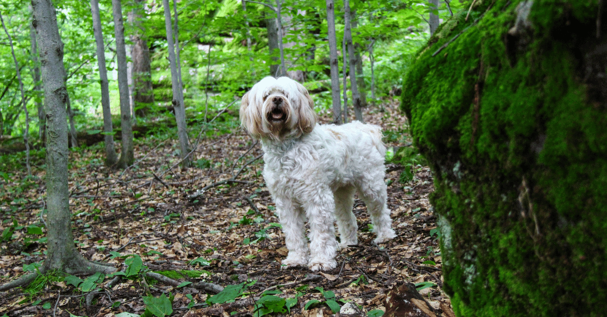 a tibetan terrier in the woods