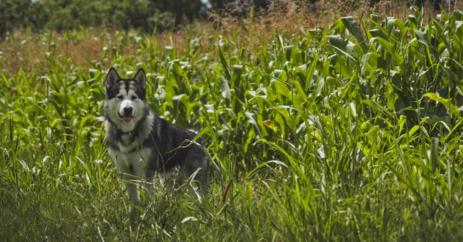 an alaskan malamute on a hike in a field