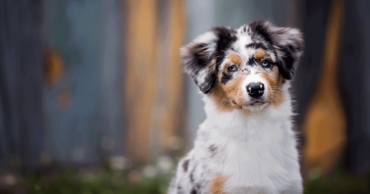 an australian shepherd