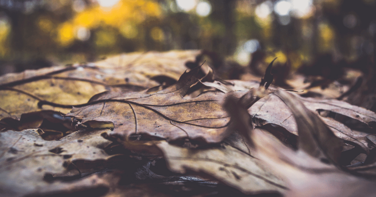 dry leaves on the forest floor