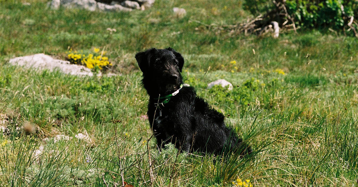 my dog bane sitting on the grass on a hike