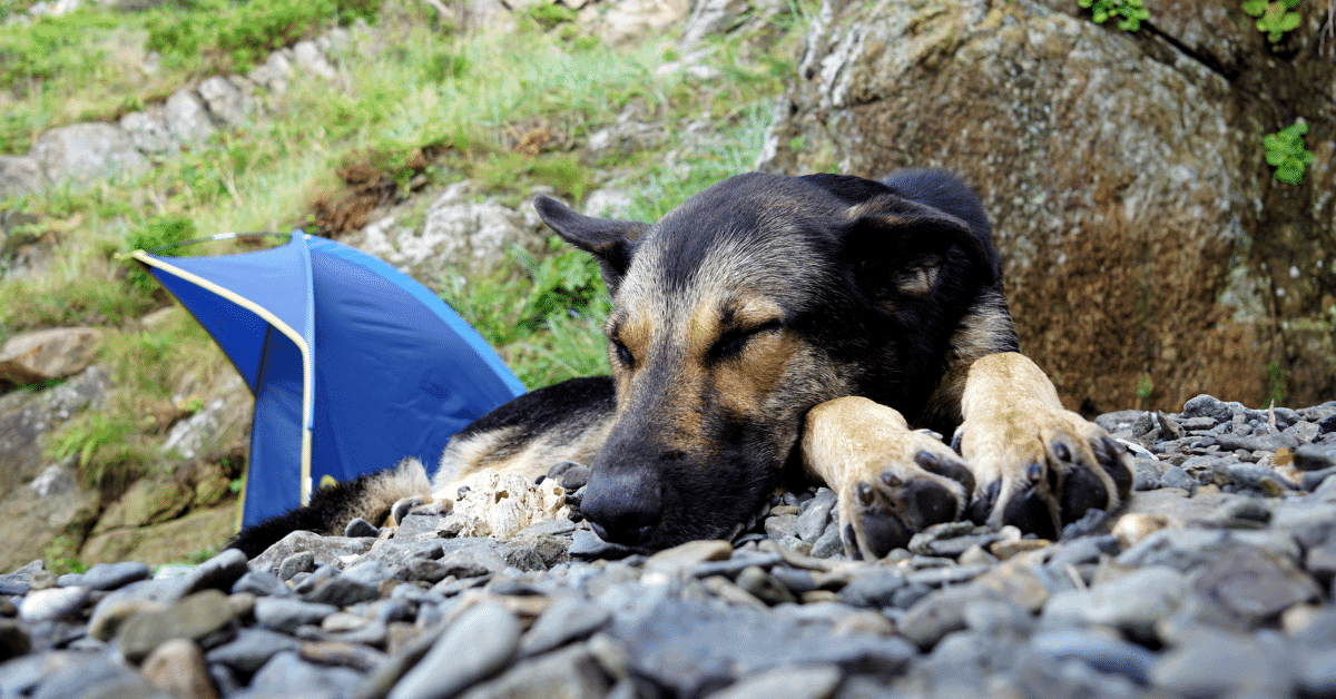 a dog napping next to a tent