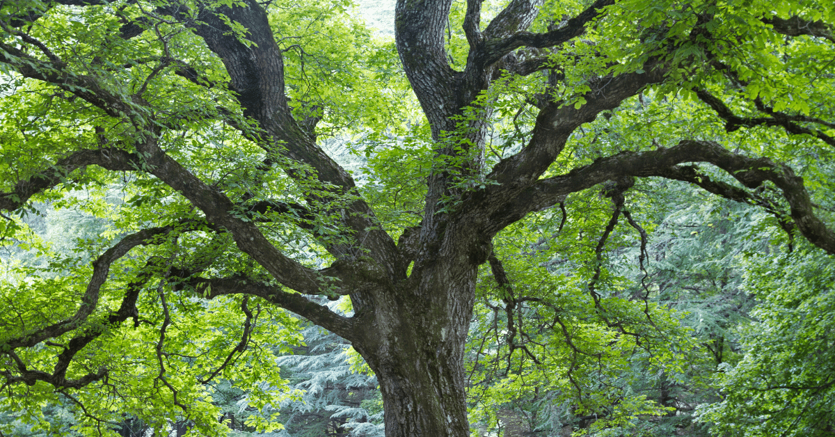 beech tree