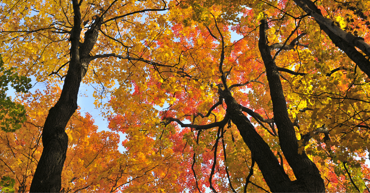 maple trees