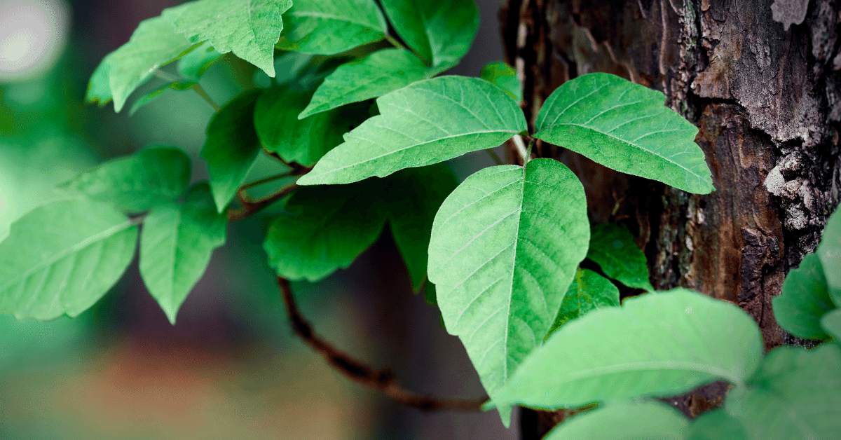 poison ivy growing on a tree trunk