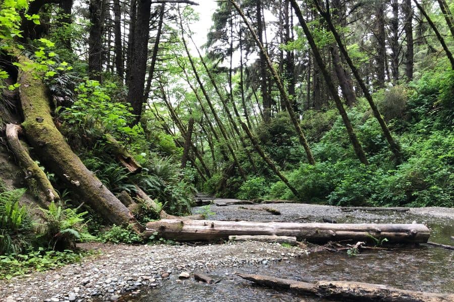 Fern Canyon Loop Trail at Gold Bluffs Beach