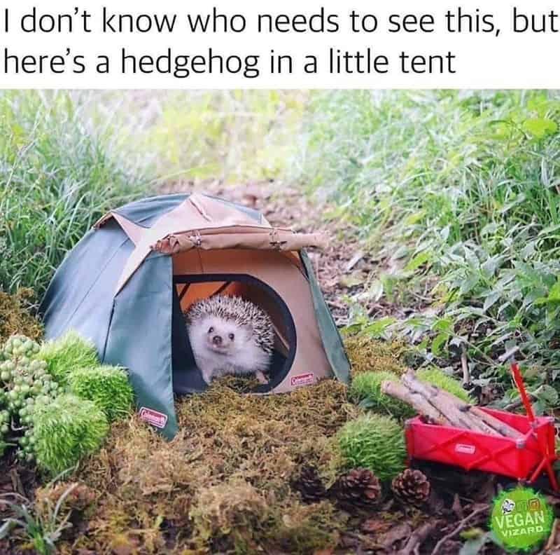 i dont know who needs to see this but heres a hedgehog in a little tent