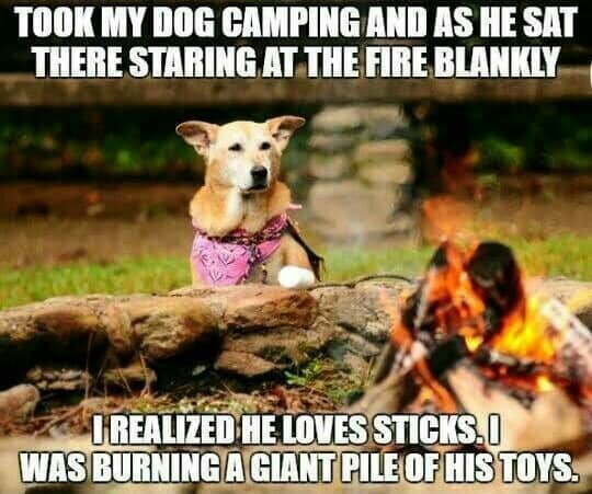 took my dog camping and as he sat there staring at the fire blankly i realized he loves sticks